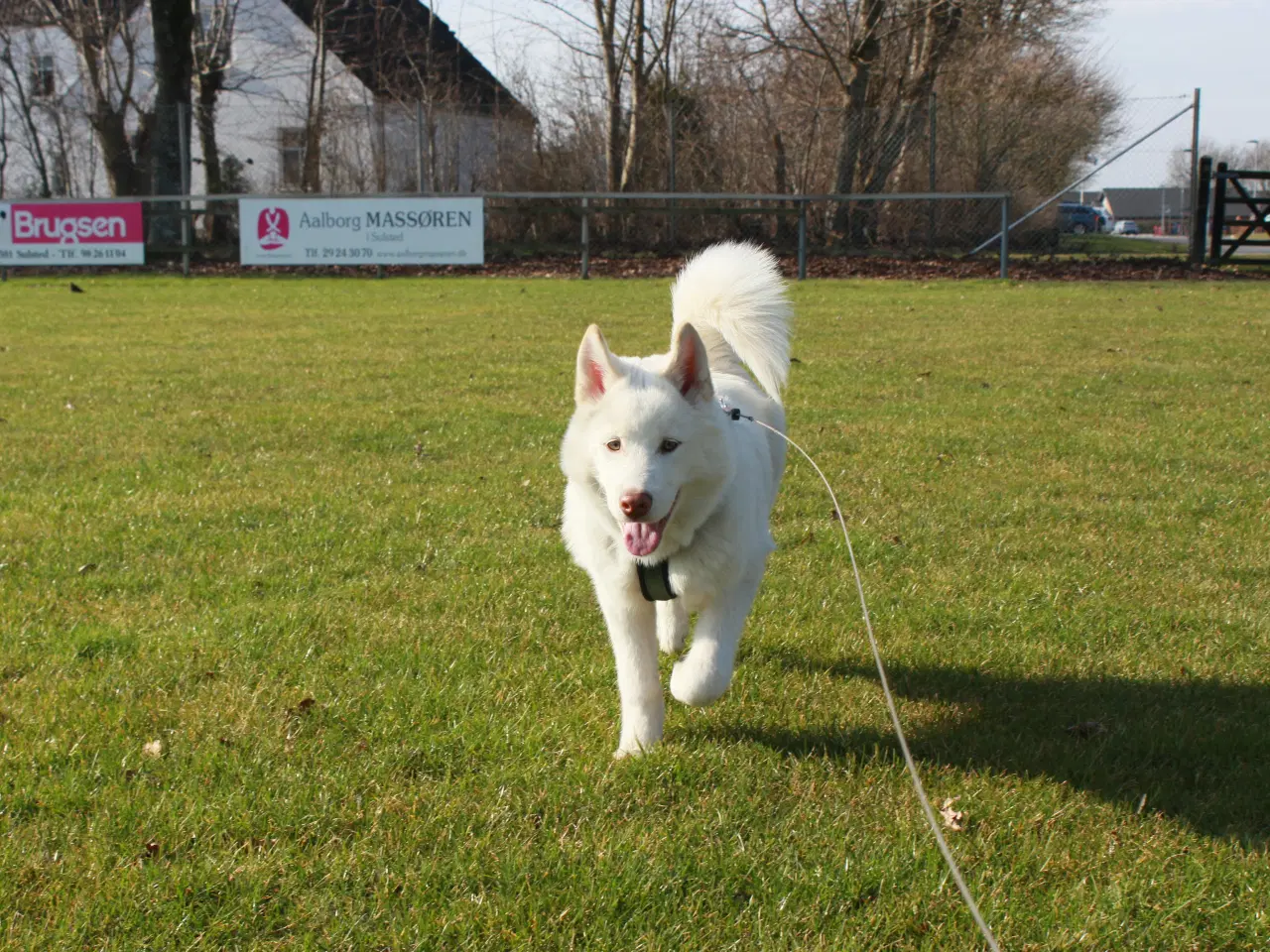 Billede 4 - Samojede / Husky hvalpe 4 måneder