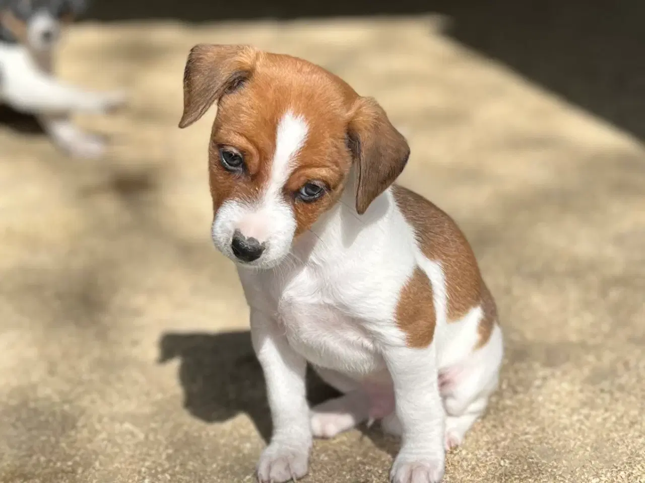 Billede 7 - 4 dejlige hanner 