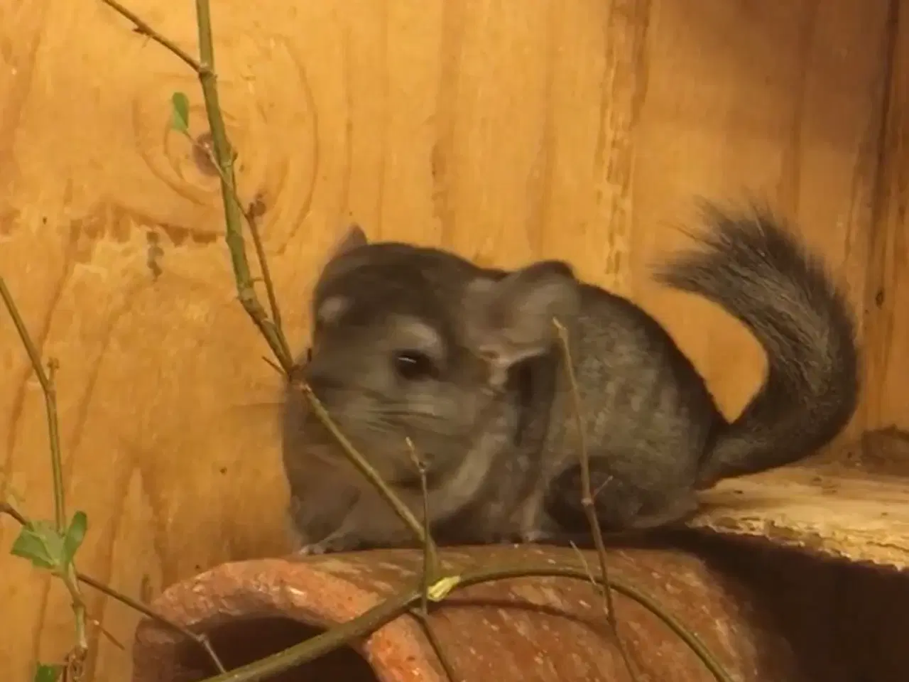 Billede 5 - Rpa og Rpac ( Angora) chinchillaer søger nyt hjem 