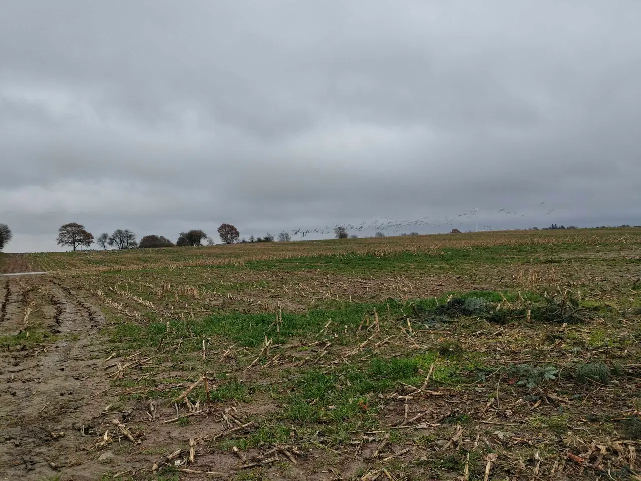 Billede 1 - Gødning sælges