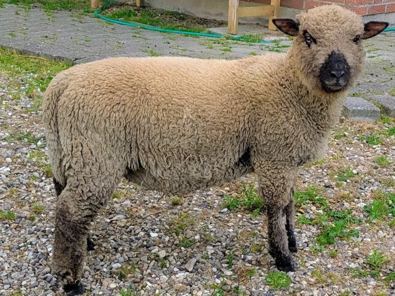 Billede 2 - Shropshire lam