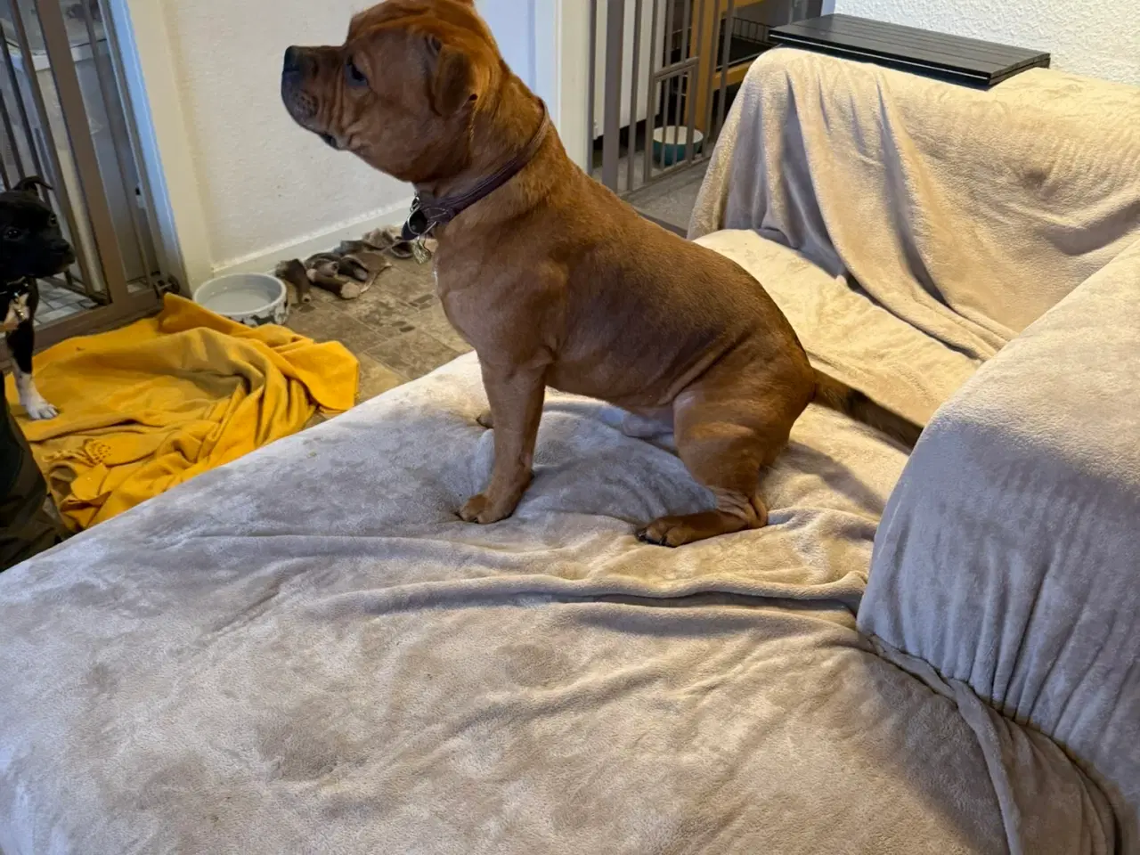 Billede 6 - Staffordshire Bull Terrier - Skøn hanhund