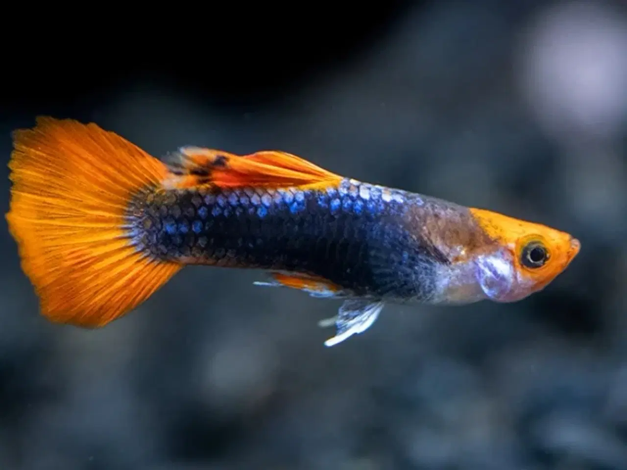 Billede 2 - Tuxedo red koi guppy 