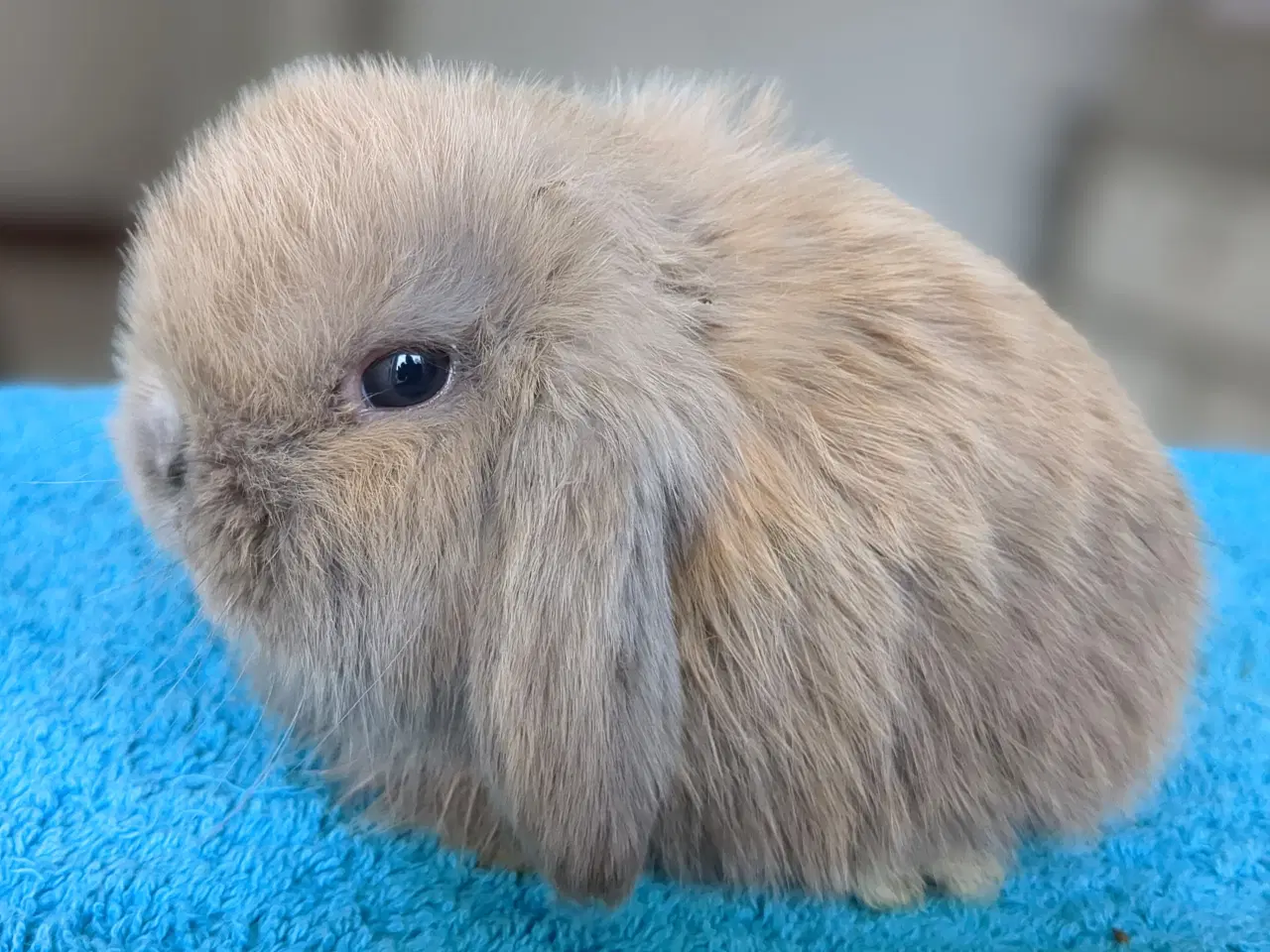 Billede 13 - Minilop kaninunger sælges 