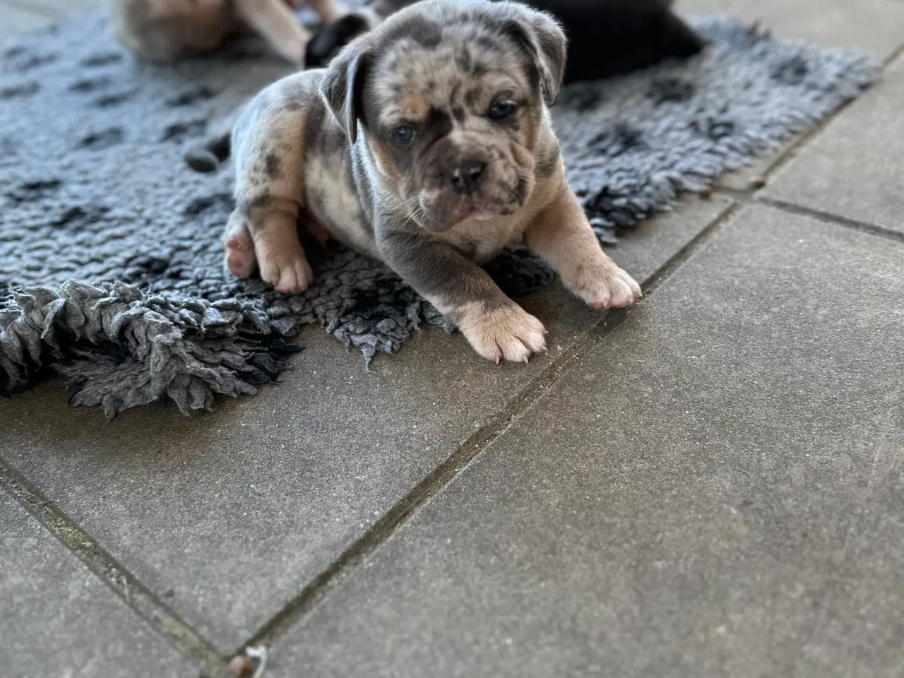 Billede 5 - Old English Bulldog 