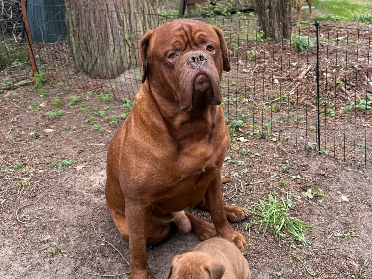 Billede 12 - Smukke fransk mastiff/Dogue de Bordeaux hvalpe 🐾