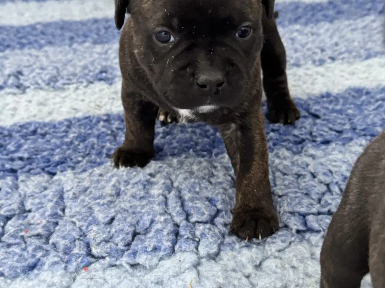 Billede 5 - Flotte Staffer