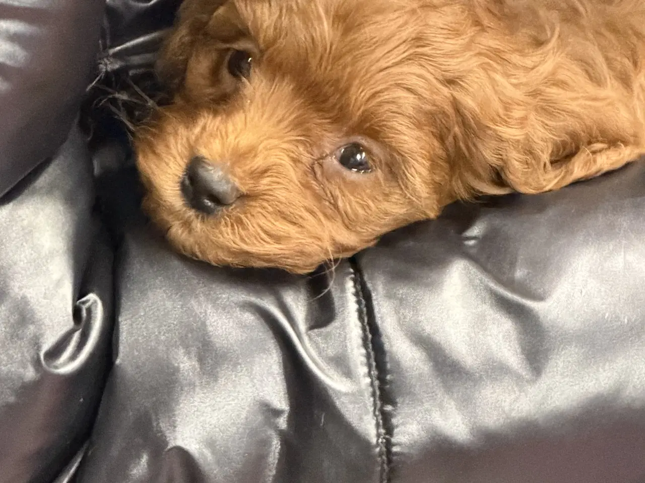 Billede 10 - Skønne Cavapoo hvalpe i det nye år 🎉