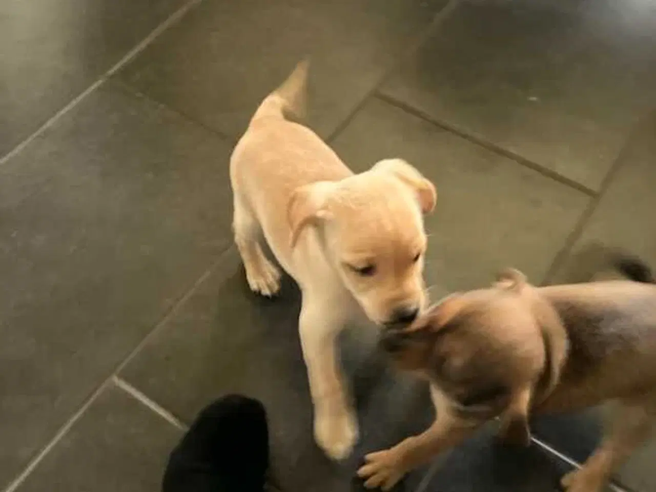 Billede 2 - Dværgpinscher/ dansk svensk gårdhund bla