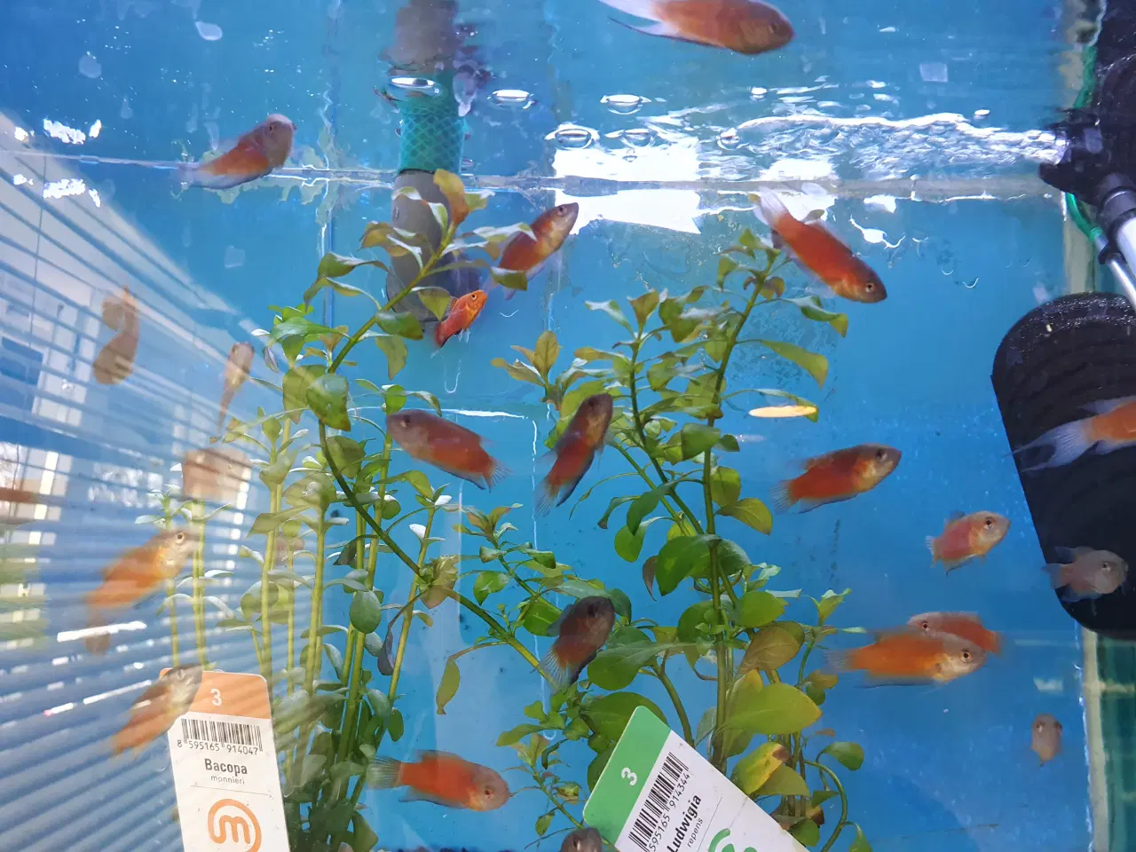 Billede 4 - 🔴🐟 **Røde paradisfisk til salg!** 🐟🔴