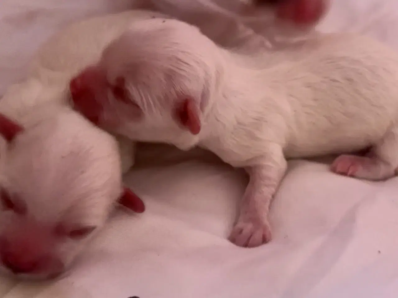 Billede 14 - Små allergivenlige blandingshvalpe