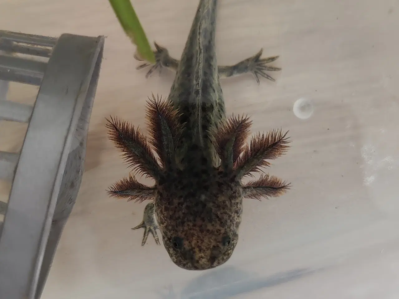 Billede 7 - Axolotl unger 