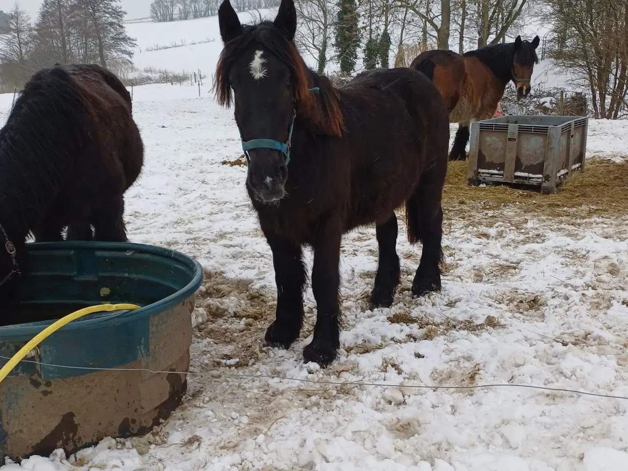 Billede 9 - 2årig Jyskhest hingst sælges
