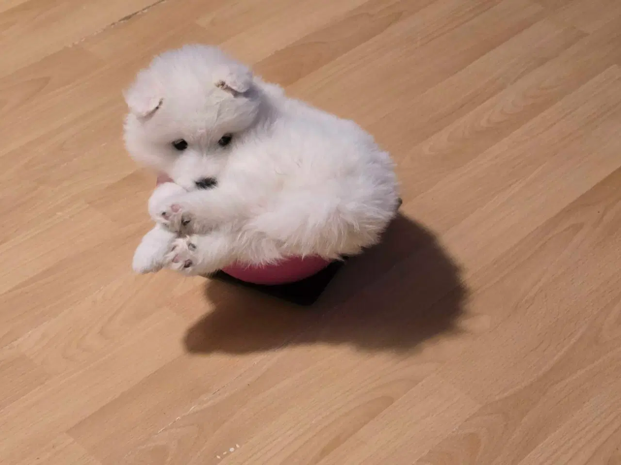 Billede 16 - Samojede hvalpe