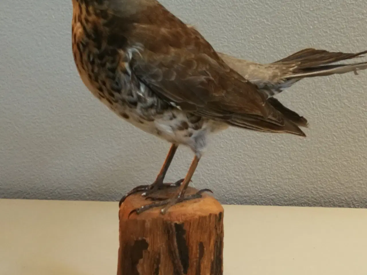 Billede 3 - Flot udstoppet sjagger