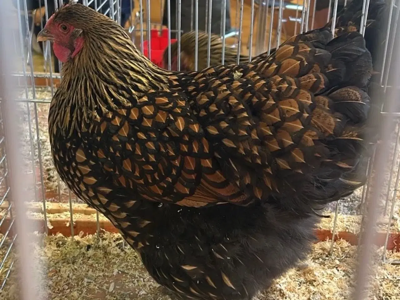 Billede 3 - Wyandotter str xl 