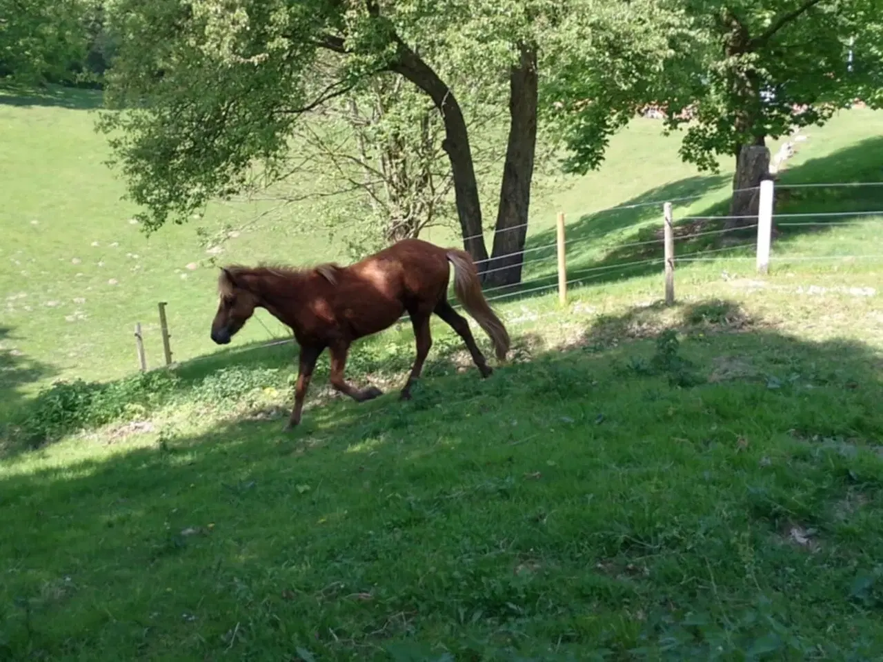 Billede 8 - Søde 3-års hingste/valakker