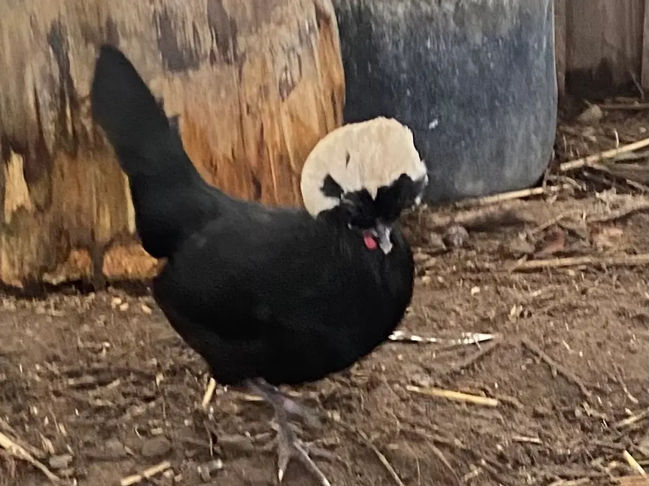 Billede 2 - 4 toppede hollændere høns