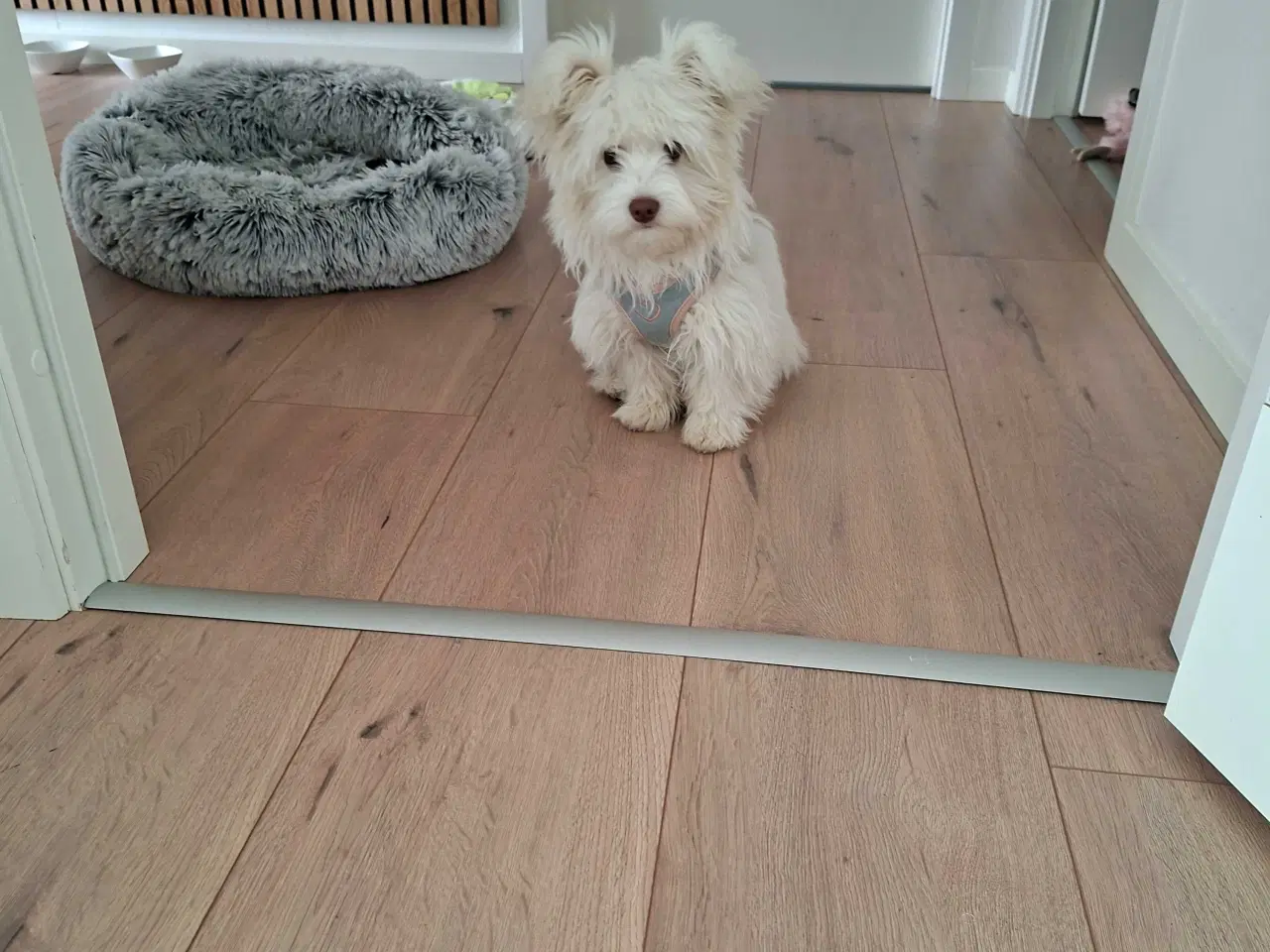 Billede 1 - Bichon havanaise -Bella