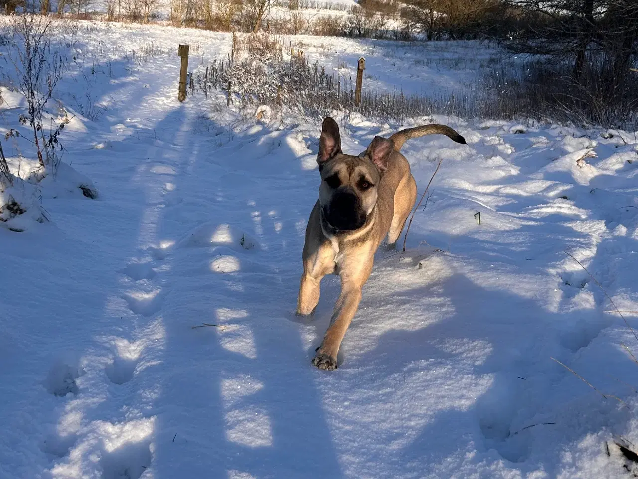 Billede 14 - Store, smukke og robuste Boxer/Mastiff hvalpe