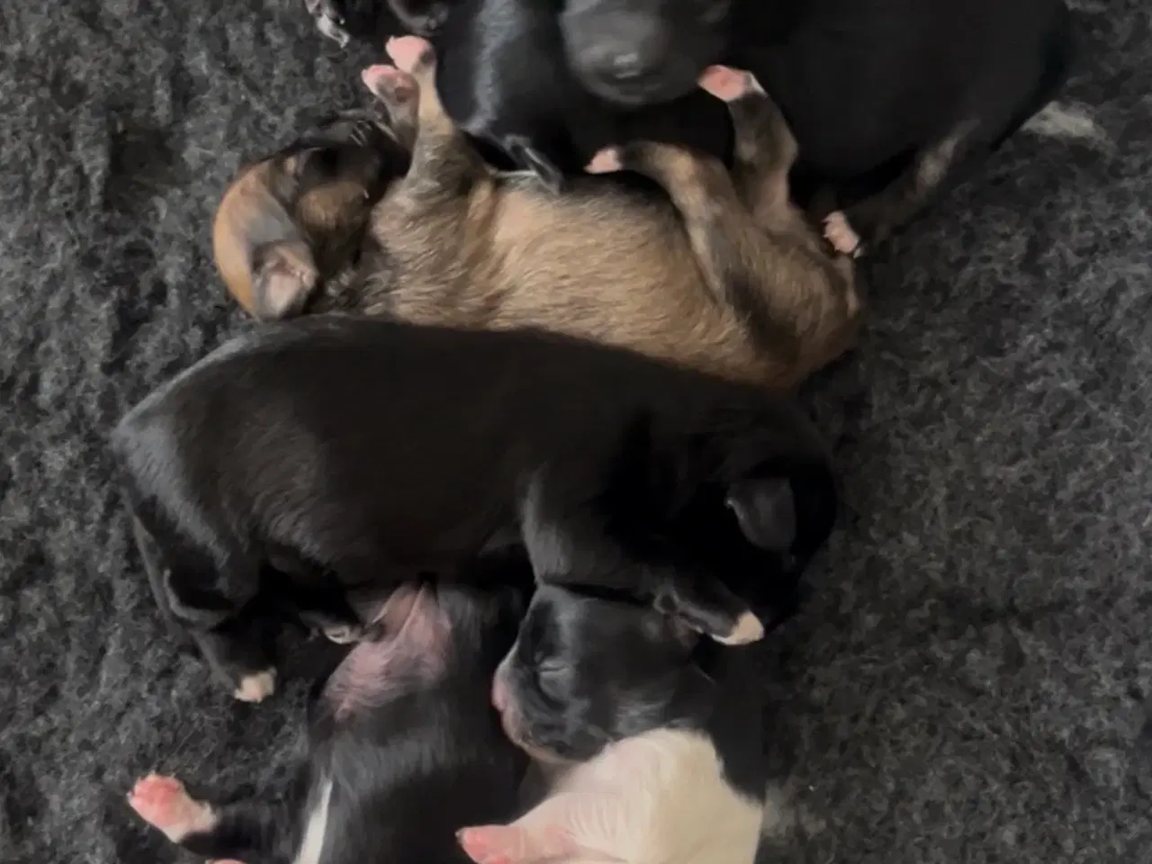 Billede 1 - Puddel/shitsu/cotten