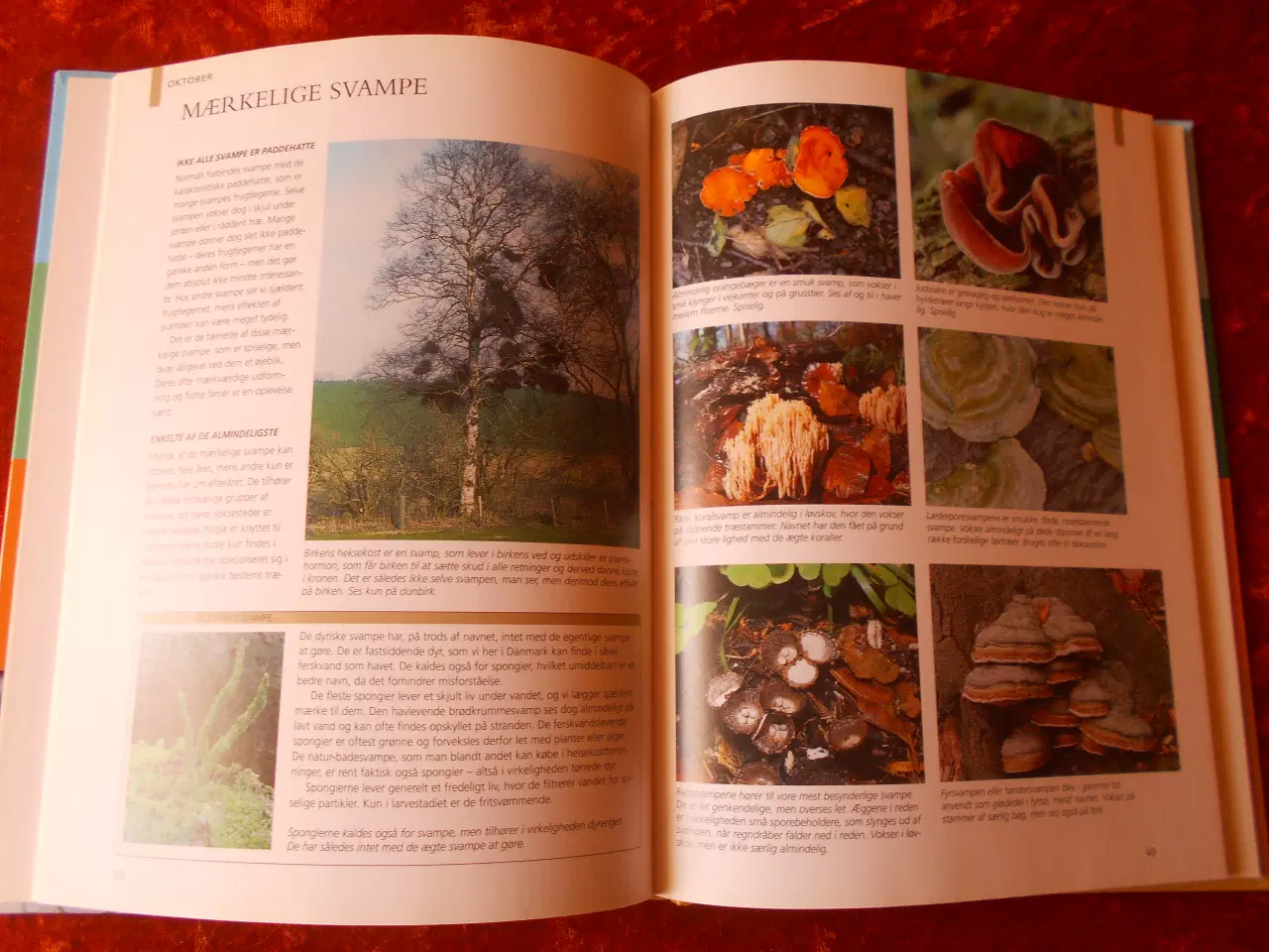 Billede 3 - Familien i naturen, Thomas Bille, m.fl.