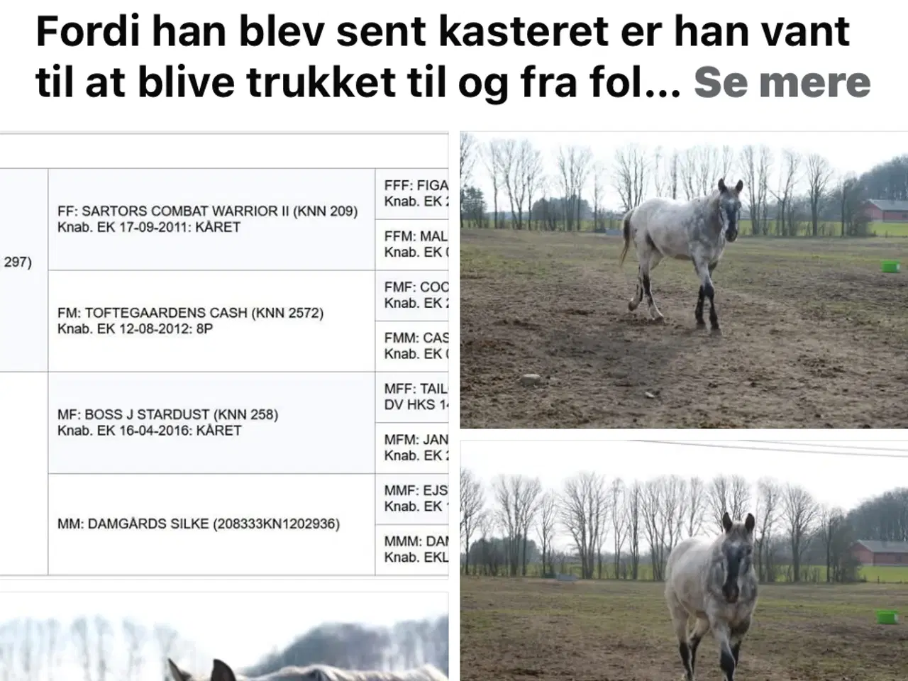 Billede 3 - Knabstrupper 