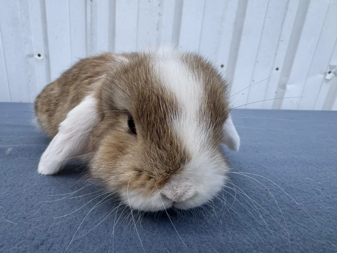 Billede 1 - Mini lop hankanin