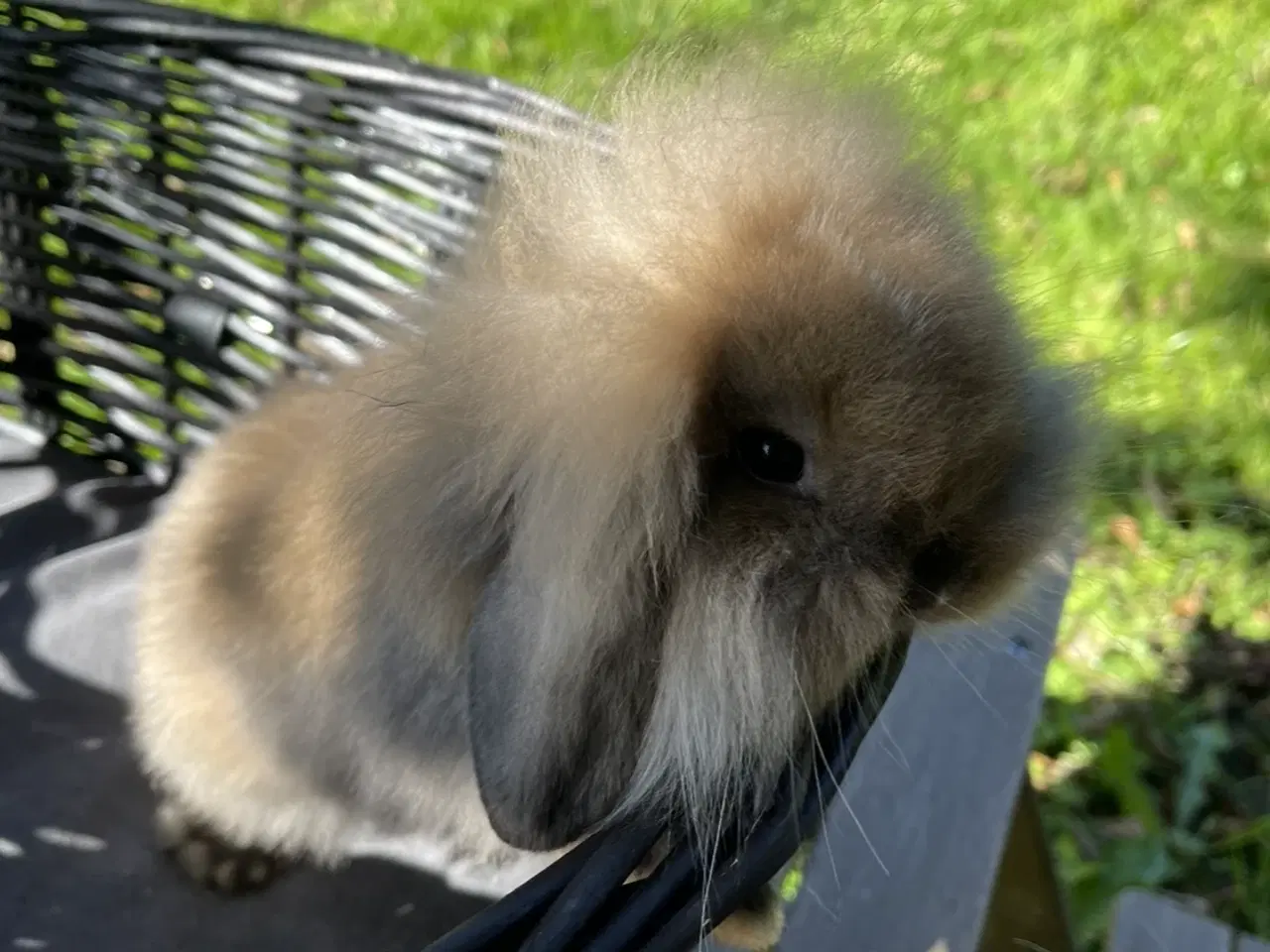 Billede 3 - Mini lop kaninunger 