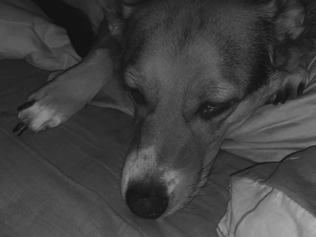 Billede 3 - Søger kærligt blivende hjem