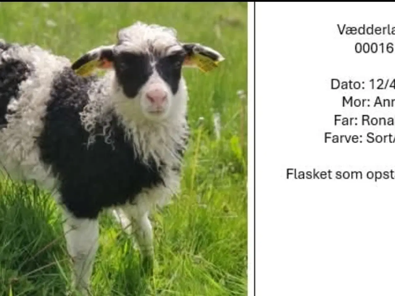 Billede 4 - Spælsau får og vædderlam