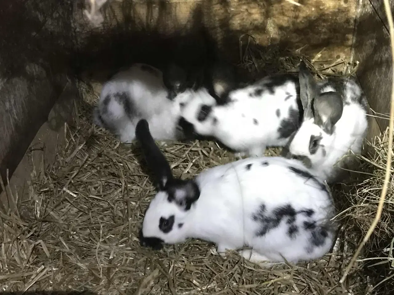 Billede 4 - Belgisk kæmpe/tysk kæmpe kryds sælges pga ophør