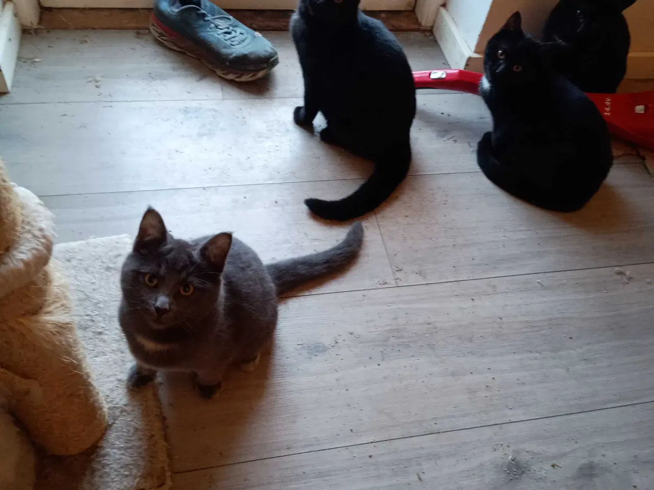 Billede 12 - 16 uger gammel killinger