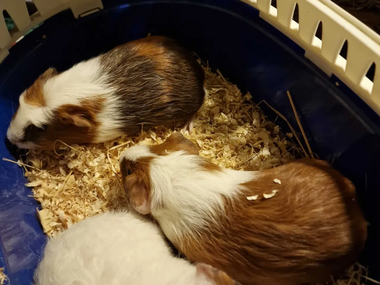 Billede 3 - Marsvin Unger