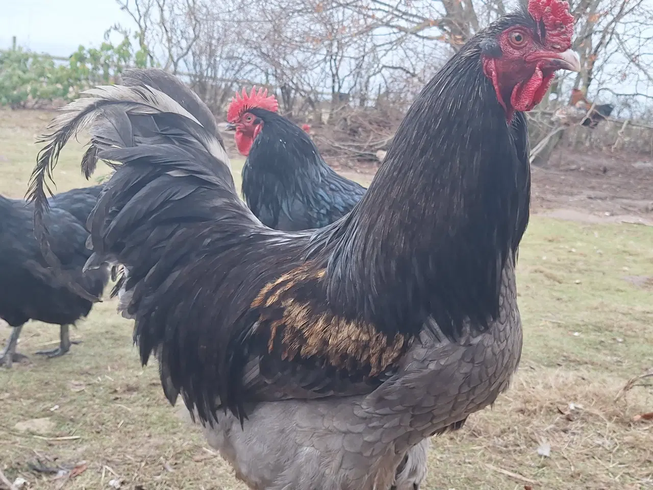 Billede 3 - Gudesmukke haner