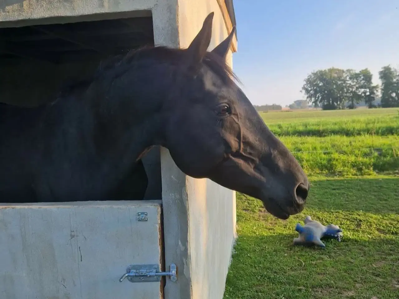 Billede 2 - Smuk Dv hoppe 