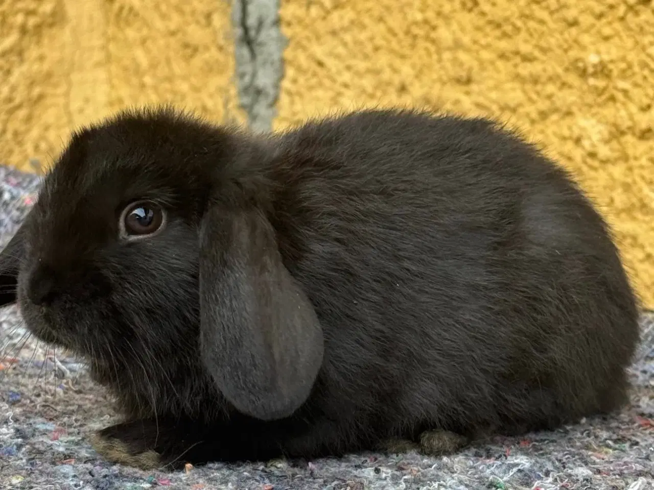 Billede 9 - Han Dværgvædder unge sælges 