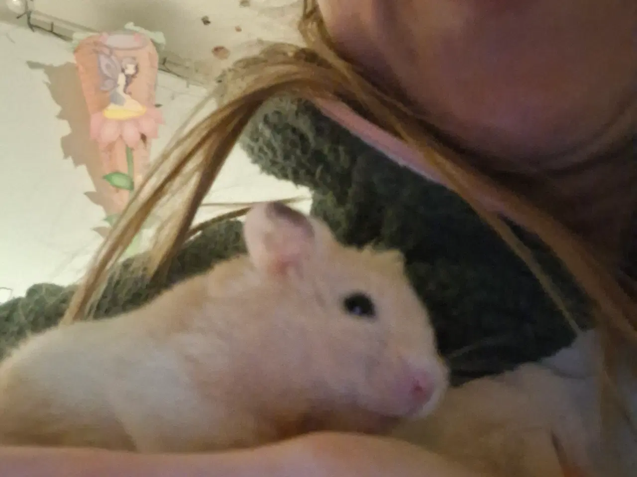 Billede 3 - Den dejligste hamsterunge 