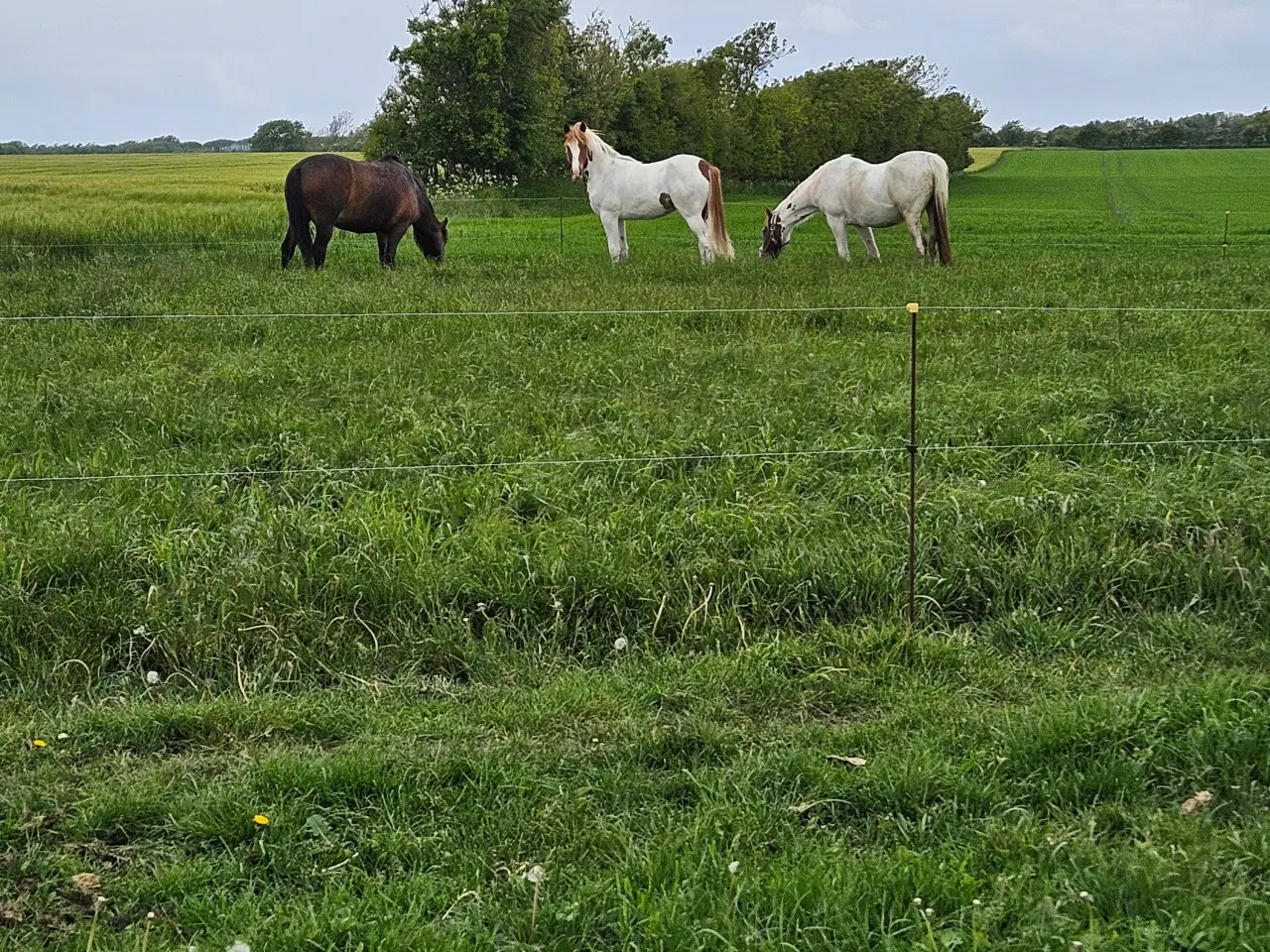 Billede 9 - Flot blanding på god størrelse 
