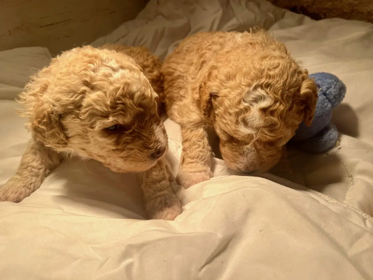 Billede 12 - Super lækre, og kraftige Lagotto / Spansk Vandhund