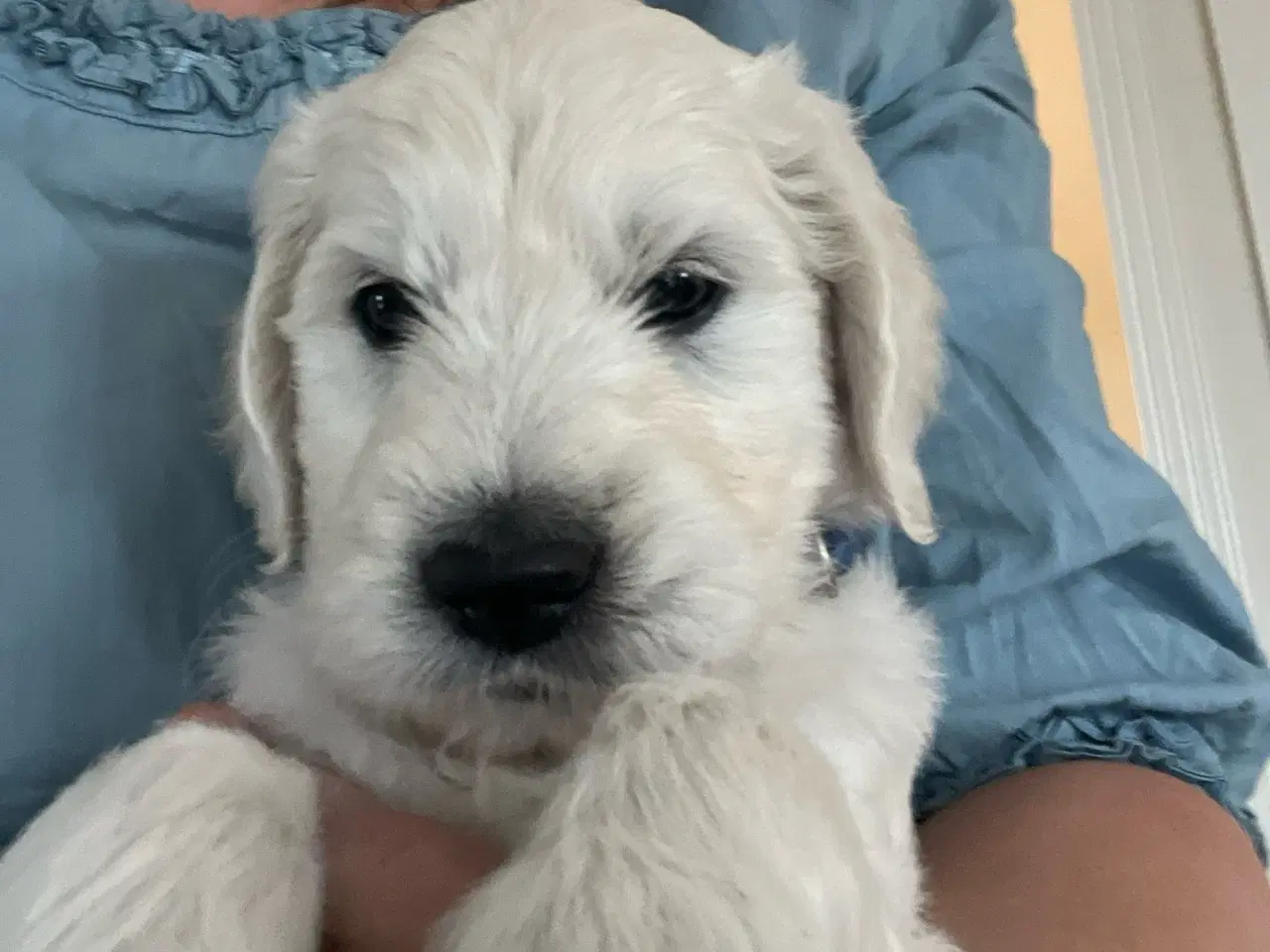 Billede 3 - Golden Doodle F1 hundehvalpe