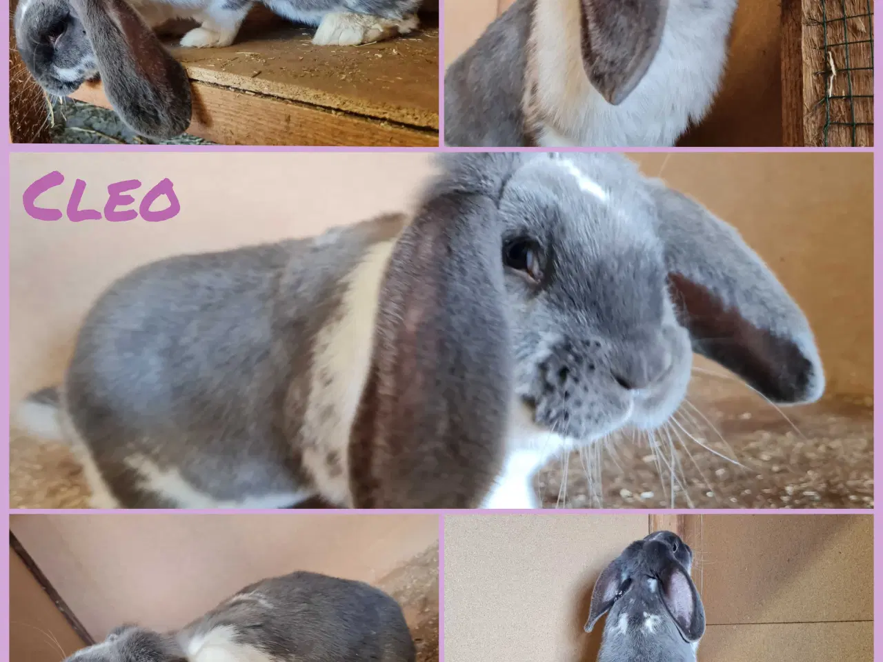 Billede 1 - Fransk vædder pige søger nyt hjem 🐰