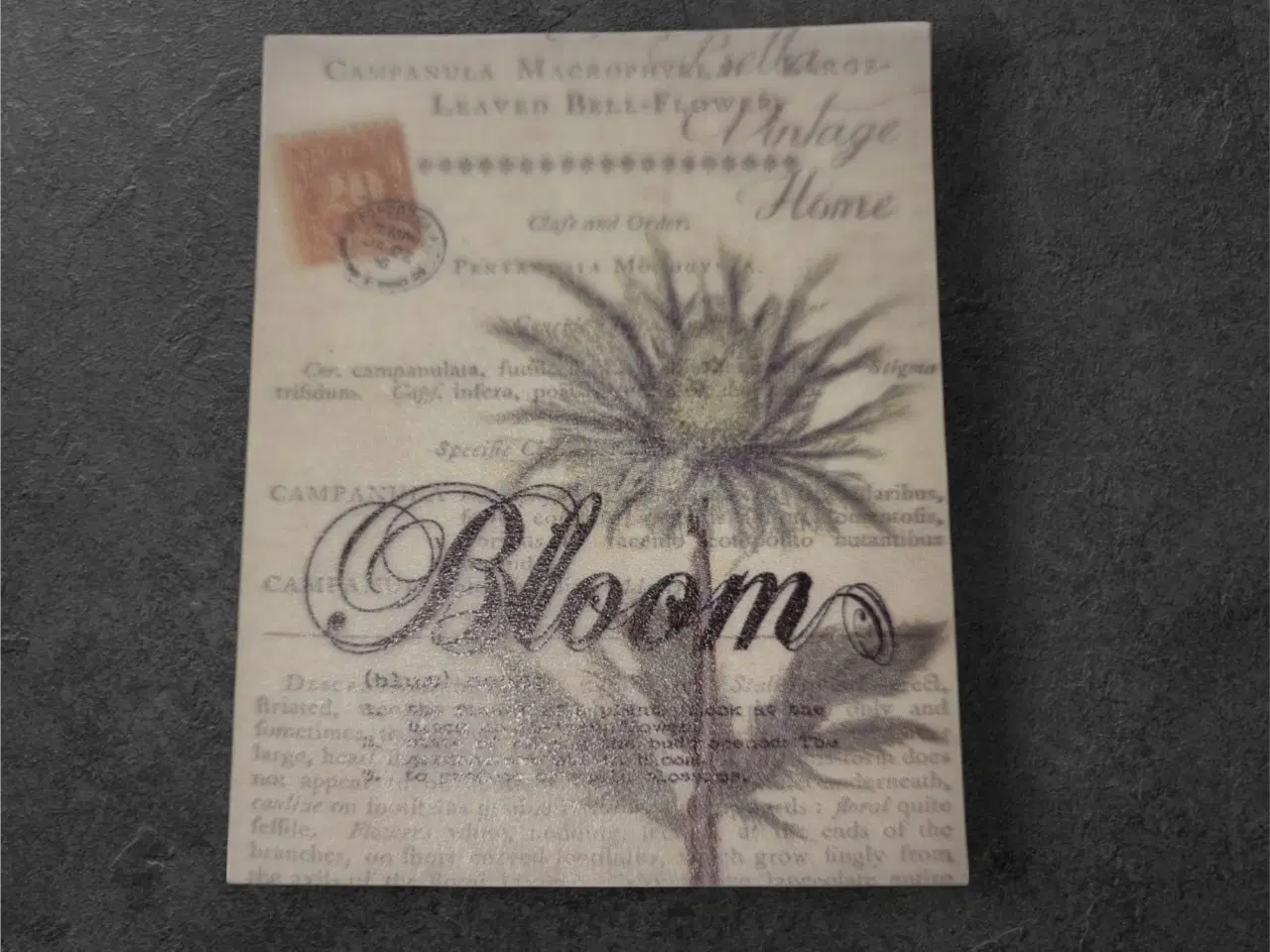 Billede 1 - Vintageillustration af Campanula Makrofylla