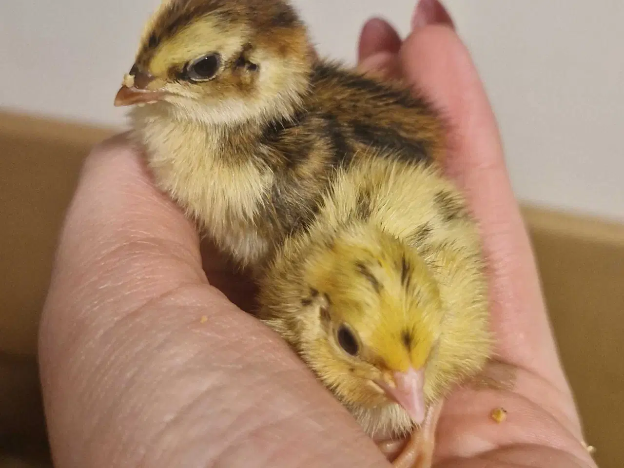 Billede 1 - Jumbo vagtler - daggamle