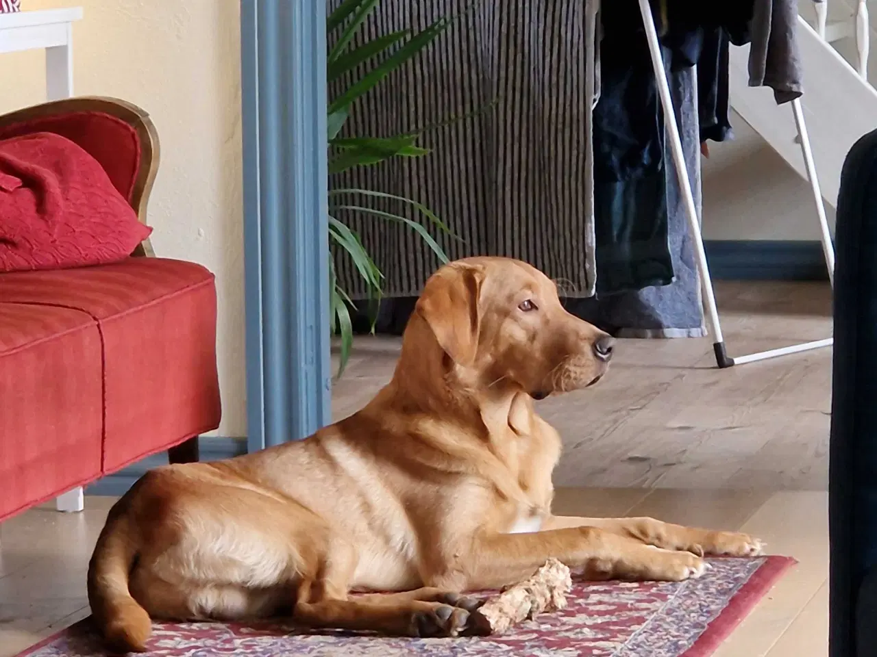 Billede 5 - Red fox Jagtretriver med stamtavle.