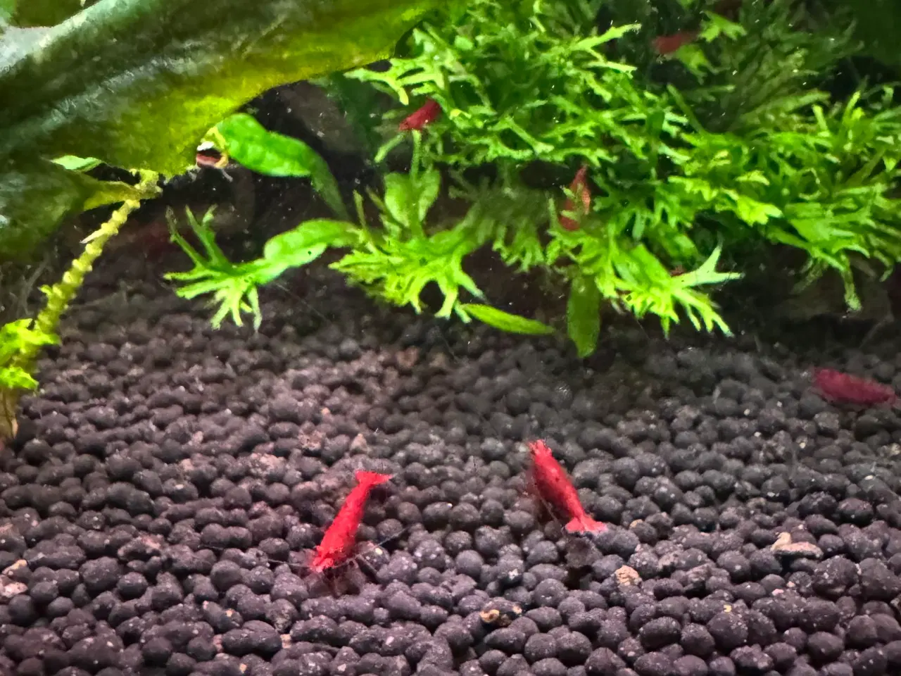 Billede 2 - Neocaridina Bloody Mary rejer