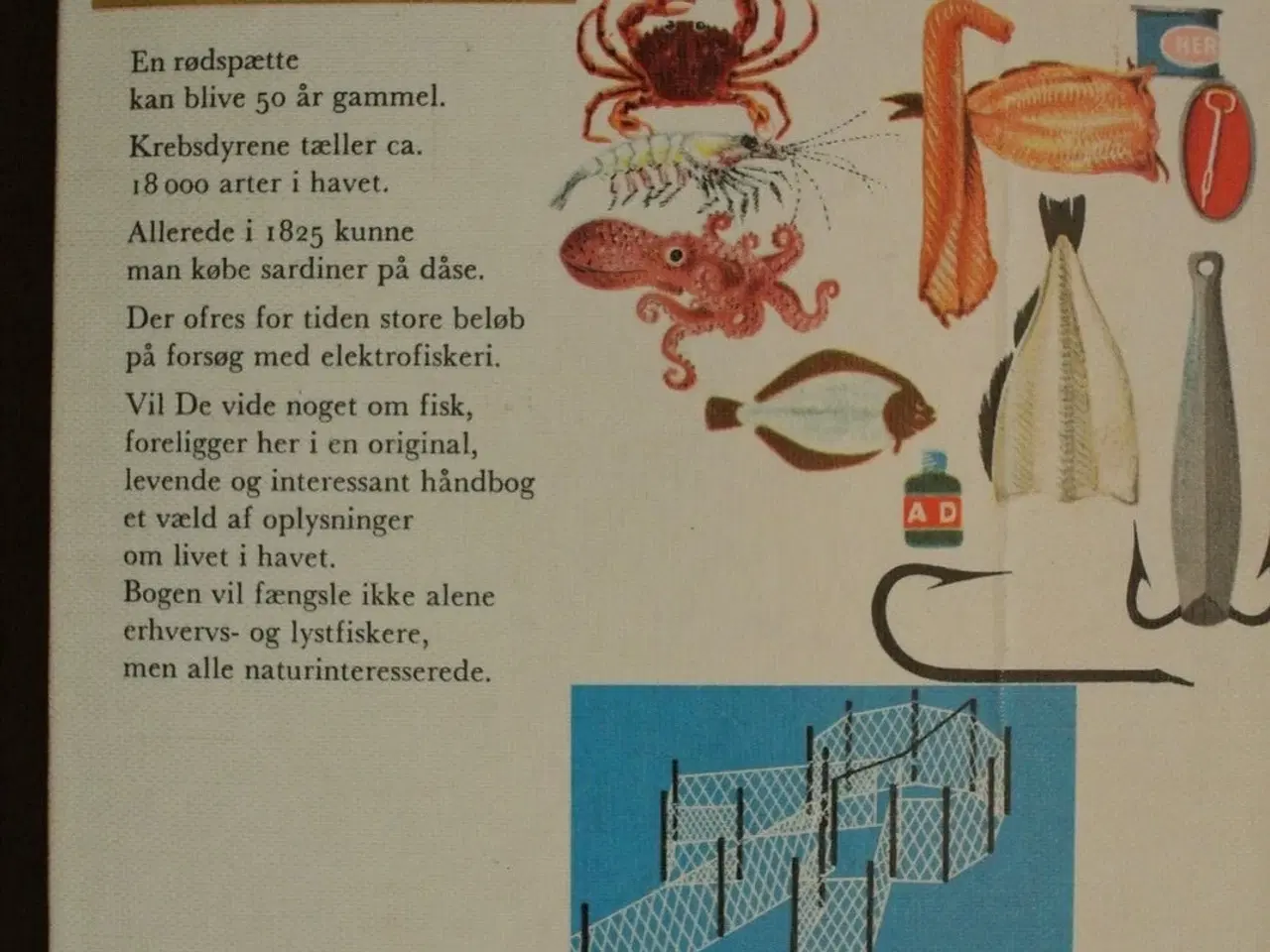 Billede 3 - havfisk og fiskeri i nordvesteuropa, af bent j. mu