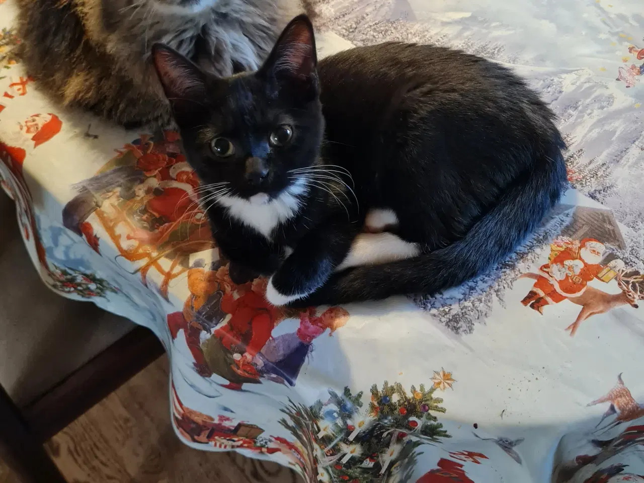 Billede 8 - Katte killinger