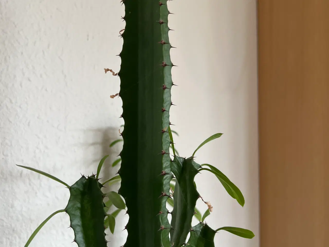 Billede 4 - Store kaktusser 