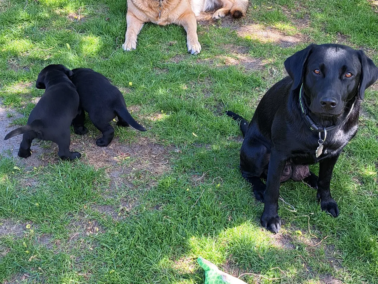 Billede 6 - Labrador F1 hvalpe 